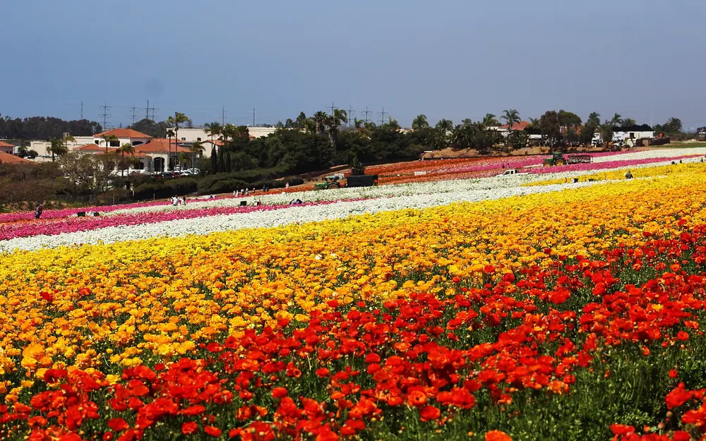 Rows of red, orange and yellow ranunculus flowers at the Flower Fields in Carlsbad