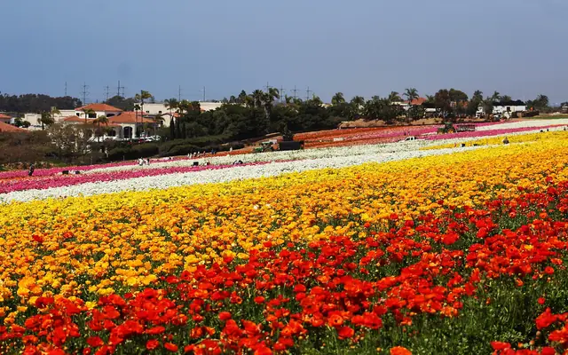 Rows of red, orange and yellow ranunculus flowers at the Flower Fields in Carlsbad