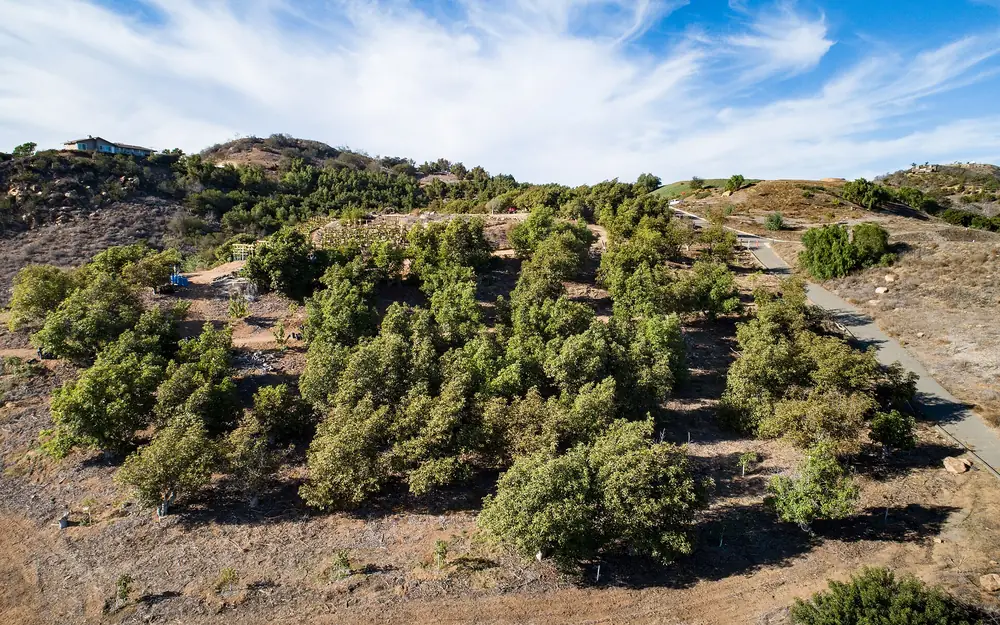 Avocado and fruit orchards on a hillside farm in Fallbrook, seen from the air