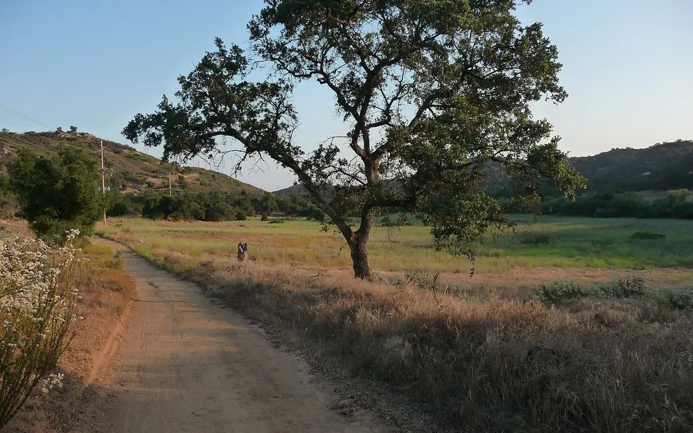 A large oak tree beside a dirt trail in Valley Center