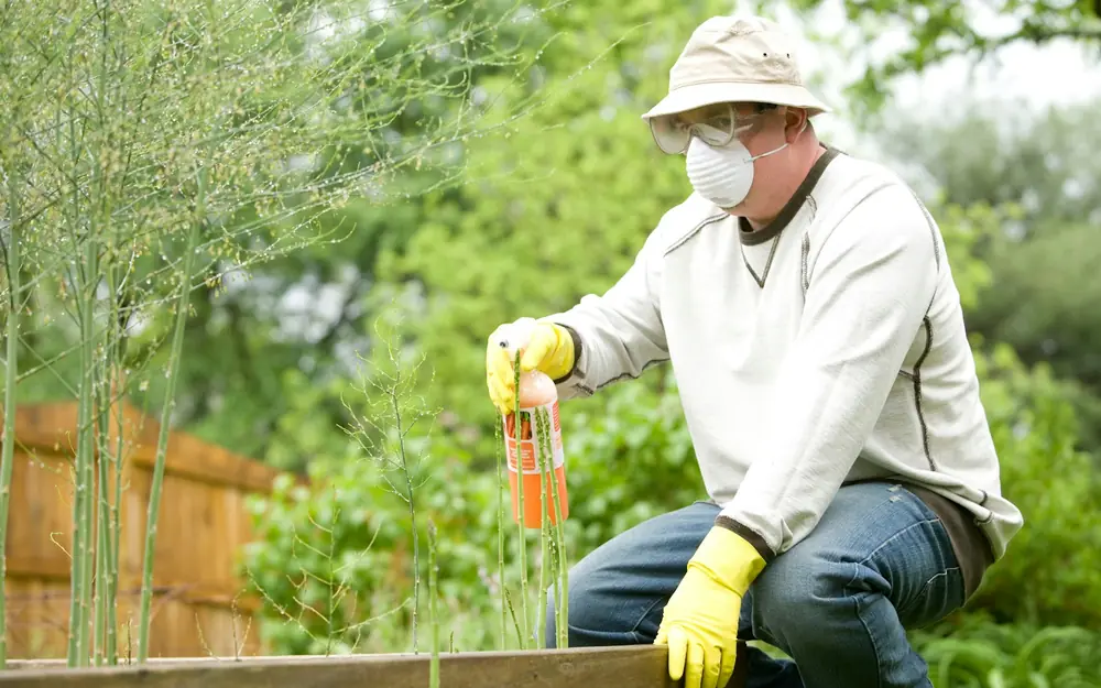 A man in a mask and gloves applying pesticide spray to a raised garden bed