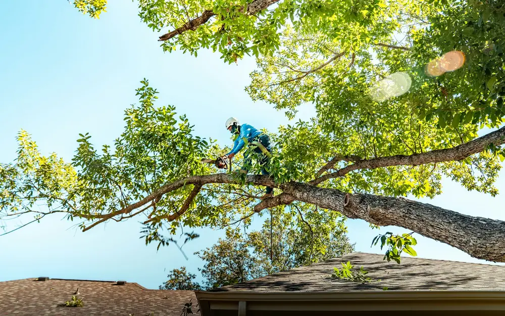 An arborist cutting a branch high in a tree above a roof